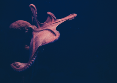 14_octopus
