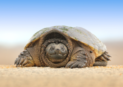 33_tortoise