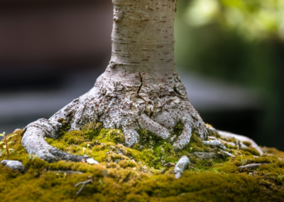 Bonsai tree roots in moss - e003